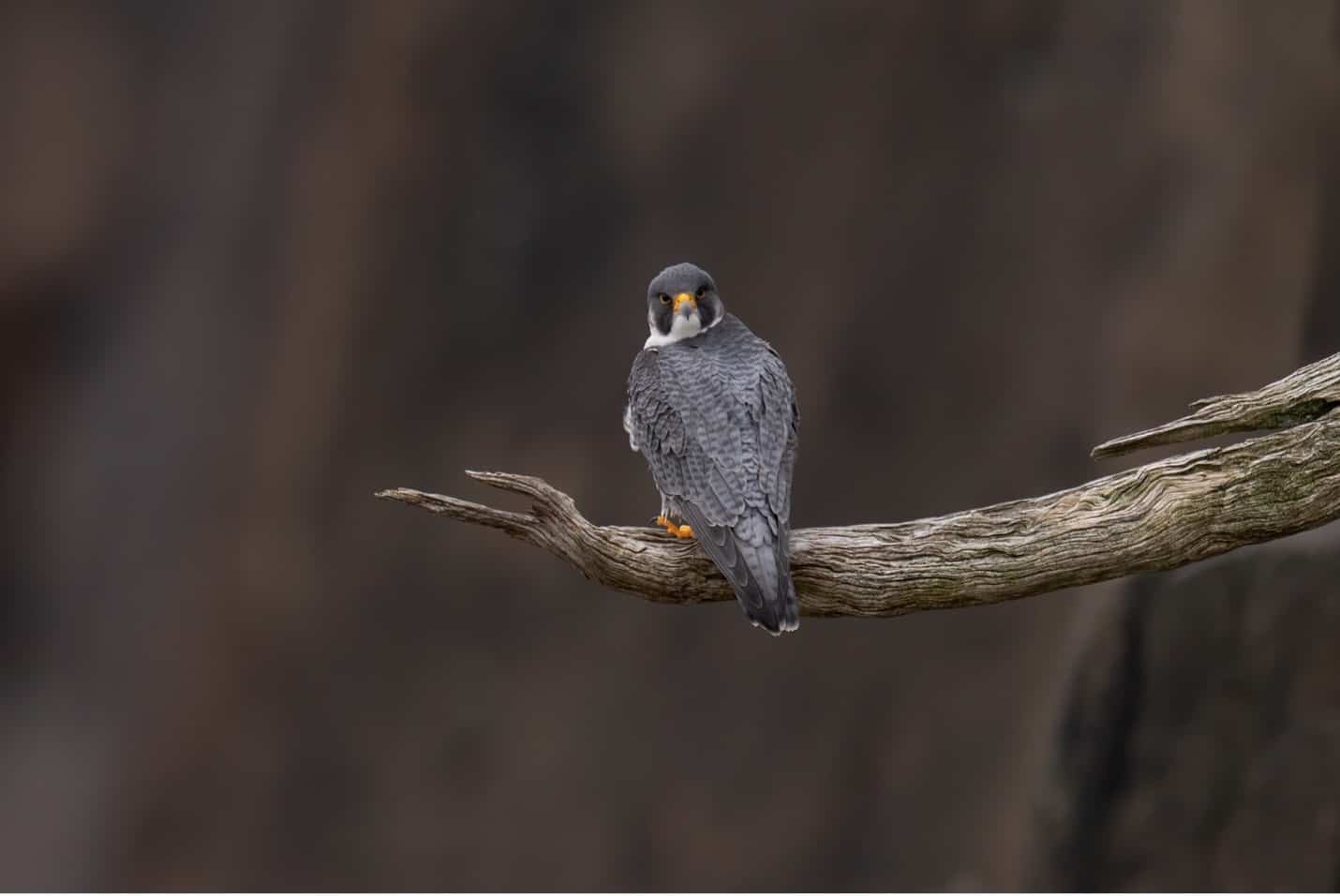 Birding is a lot like personal growth work.